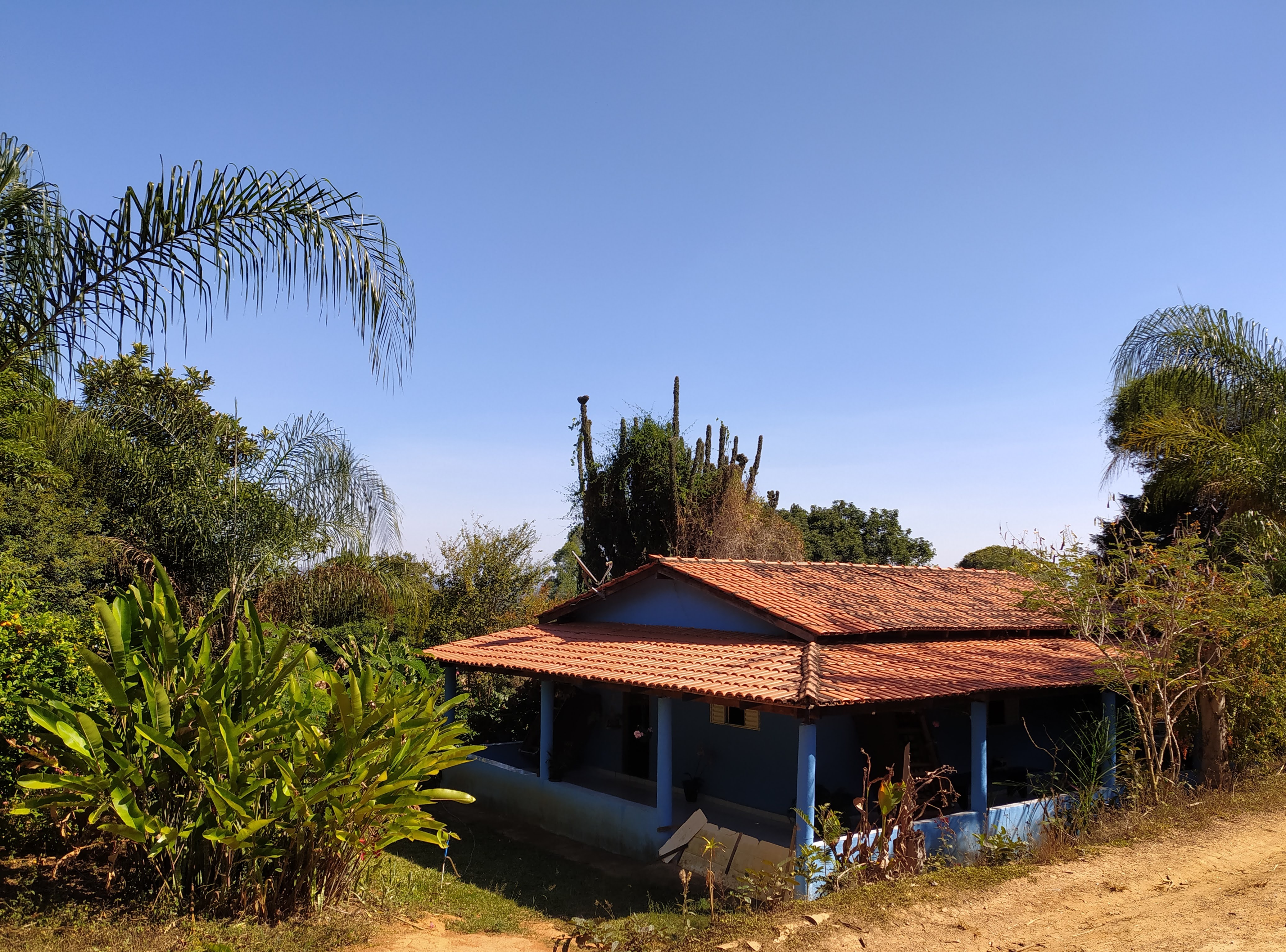 Colheita artesanal do café